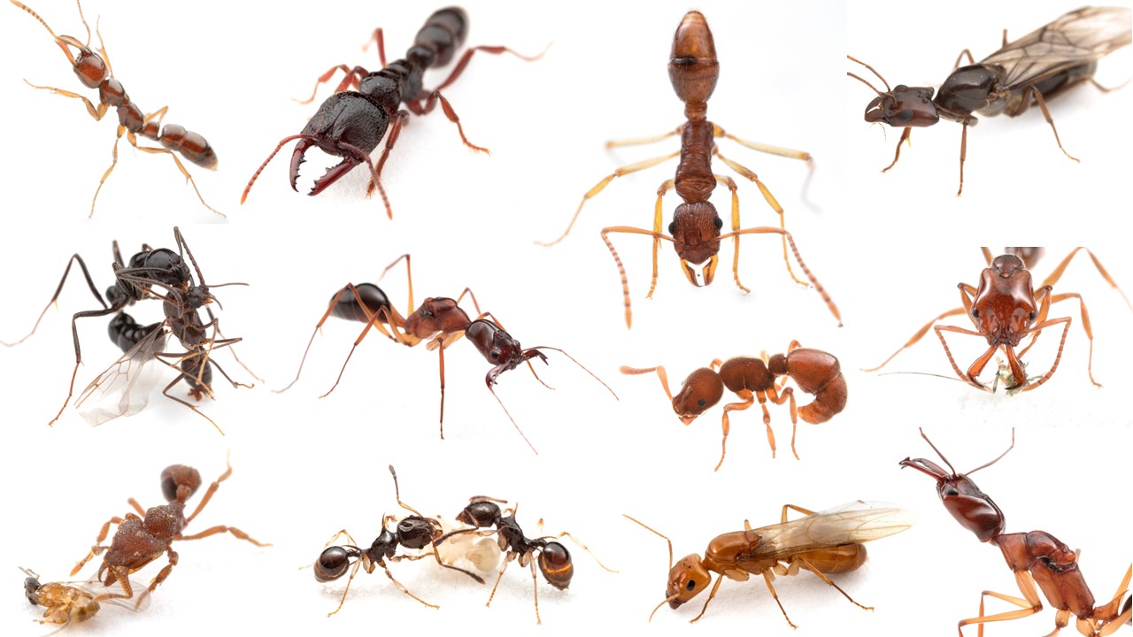 Ecology, evolution and diversity of ants