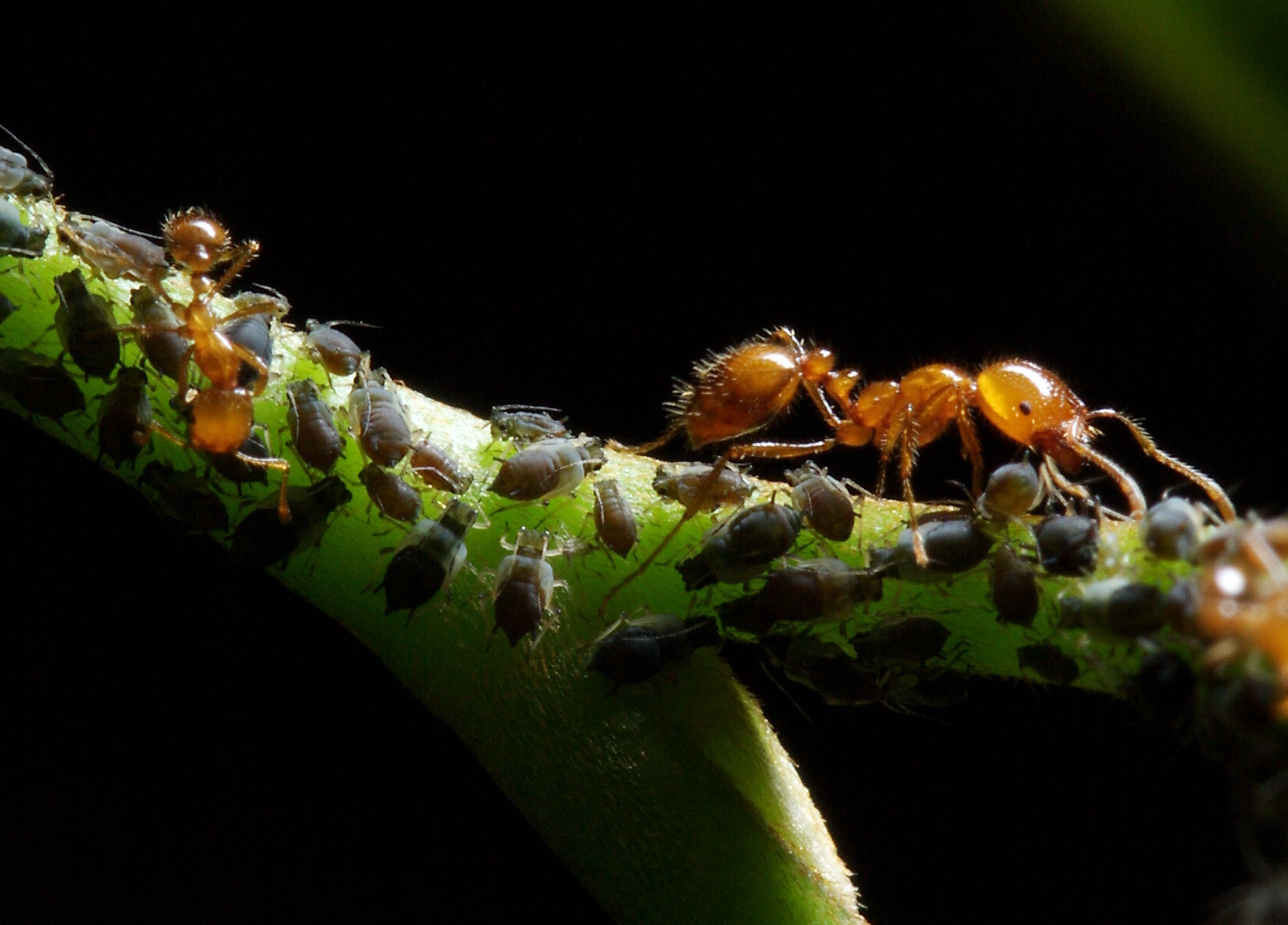 Introduced ants